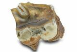 Fossil Woolly Rhino (Coelodonta) Tooth - Siberia #380726-2